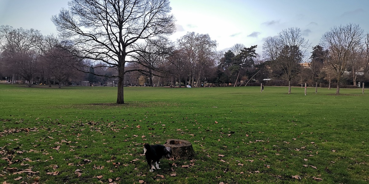 Große Wiese mit Hund im Volksgarten Köln